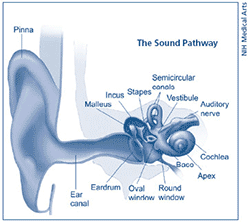 How We Hear - the Sound Pathway